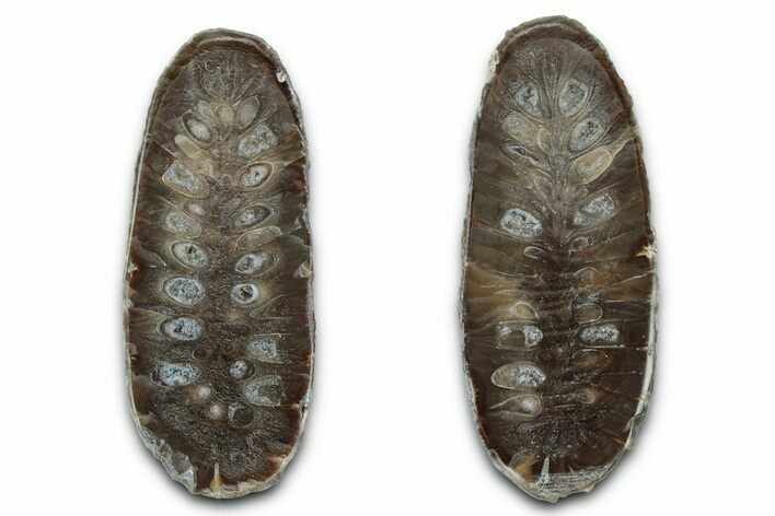 Cut & Polished Fossil Cycadophyte Cone - Boujdour, Morocco #346851